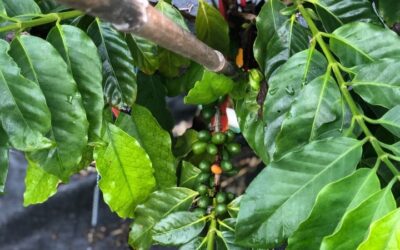 Is Climate Change Killing Your Coffee? Researchers Look For Heartier Varieties