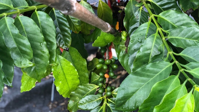 Coffee being grown in Homestead. Credit: Felipe Ferrao, UF/IFAS