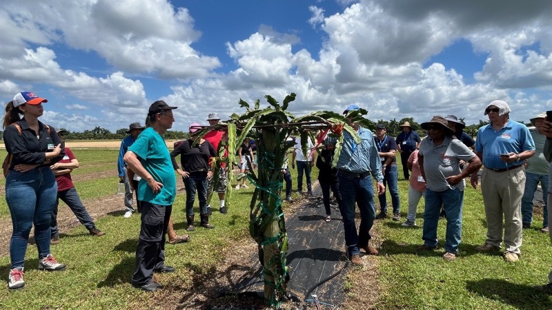 UF/IFAS researchers with participants of a recent dragon fruit workshop held at UF/IFAS TREC at one of the plots.