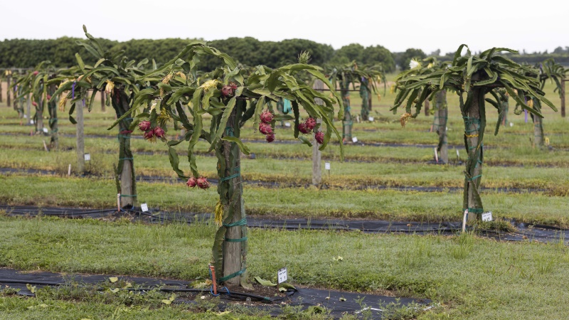 Dragon fruit trees. 