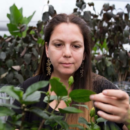 Romina Gazis assessing plant health at the TREC plant diagnostic clinic.