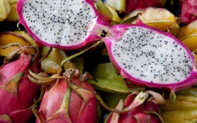 Growing Dragonfruit In Florida; Exotic Tropical Specialty Is Catching On