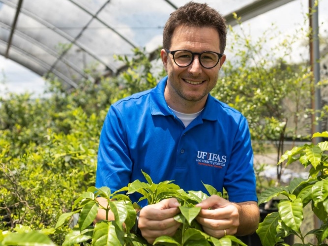 Felipe Ferrao, a UF/IFAS assistant research scientist, is shown with coffee plants in a greenhouse. Credit: Cat Wofford, UF/IFAS