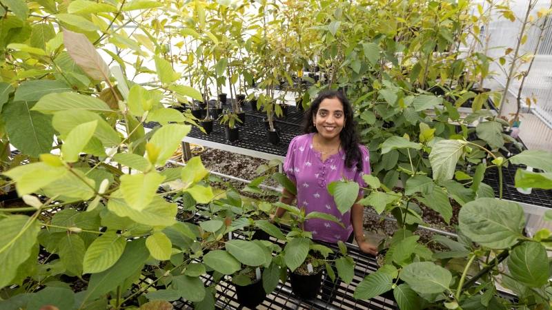 Satya Swathi Nadakuduti among the kratom plants she is studying.