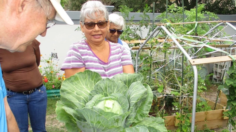 Woman in urban garden hlding massive head of cabbage.