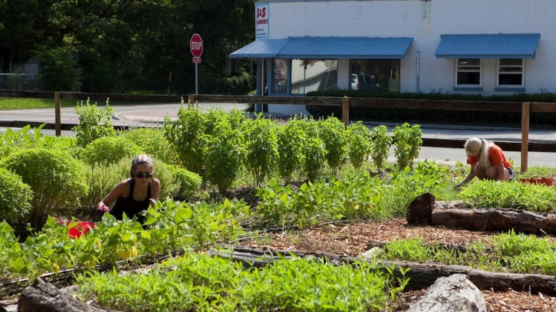 Two woman working in a North Florida community garden.