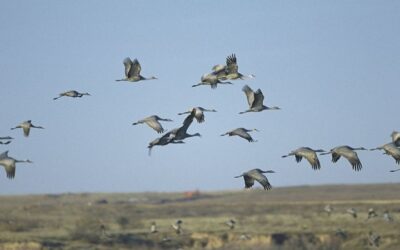 Fighting For Farmland: The Battle At Muleshoe