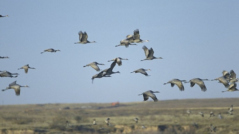 Sandhill cranes in flight at Muleshoe National Wildlife Refuge - Bailey County, Texas. Credit: U.S. Fish And Wildlife Service