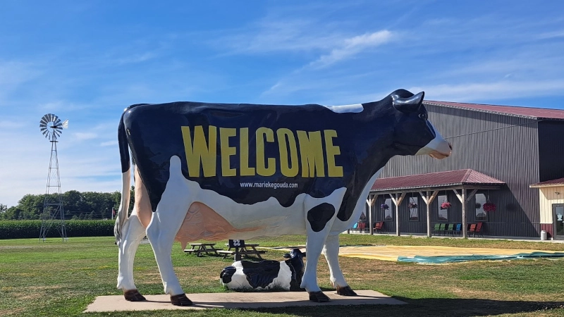 Welcome cow statue at Marieka Penterman's farm.