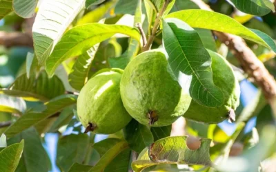 UF/IFAS Scientists Uncover Root Causes Threatening Guava, Passion Fruit And Dragon Fruit In South Florida