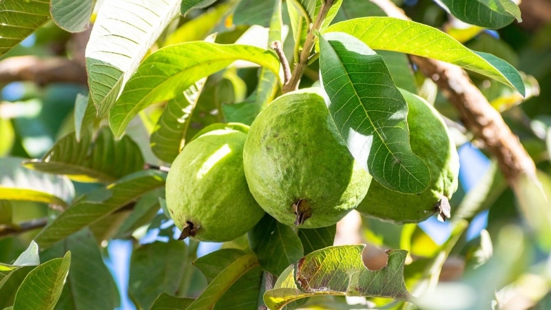 Guava growing in the tree.