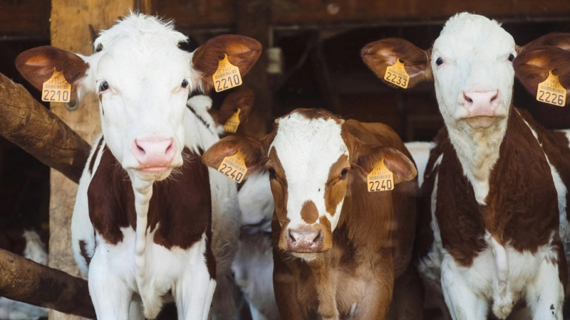 Three cows with tags in ears. 