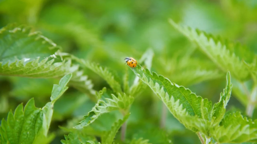 Stinging nettle plant with a lady bug crawling on it.