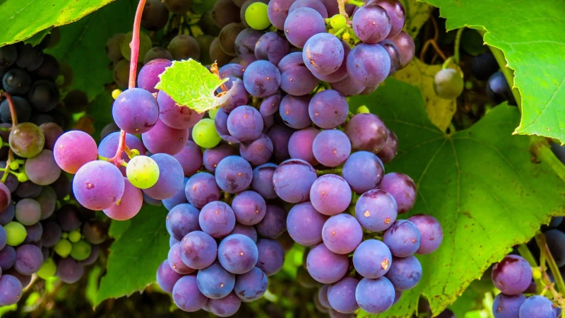 Red grapes on the vine. 