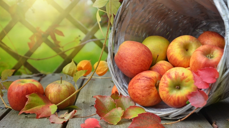 Apples in a basket.