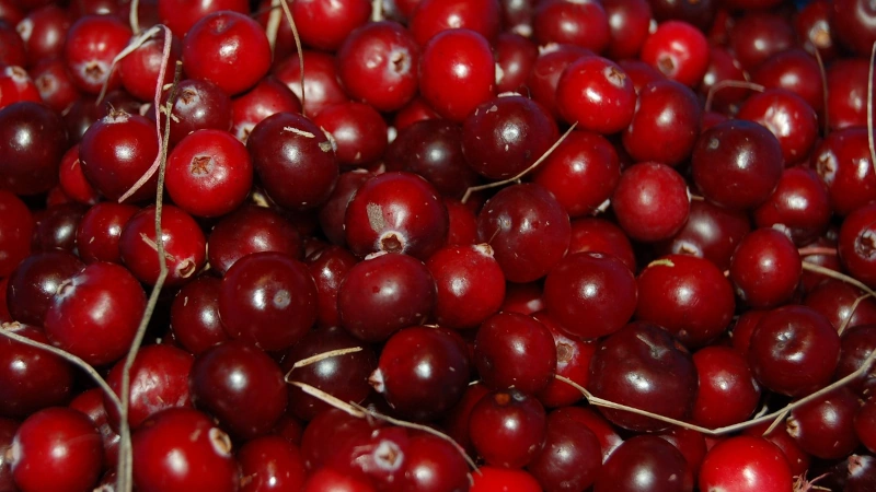 Macro image of a pile of cranberries