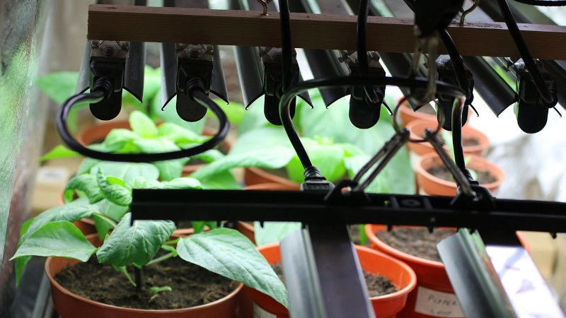 Plants growing under grow lights.