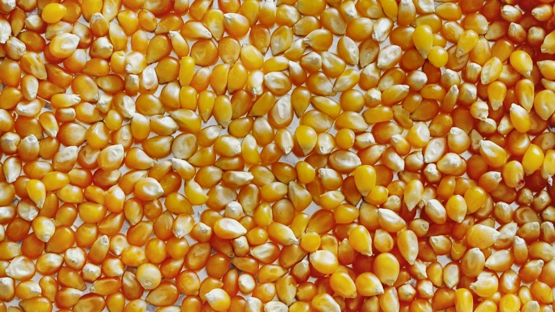 Macro image of popcorn kernels.