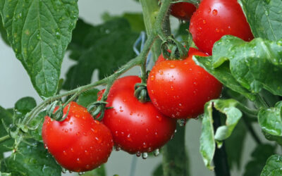 Texas Backs Tomato Trade: Governor Abbott Signs Resolution Supporting U.S.-Mexico Partnership