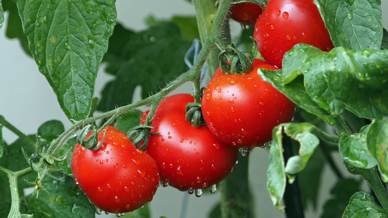 Tomatoes on the vine