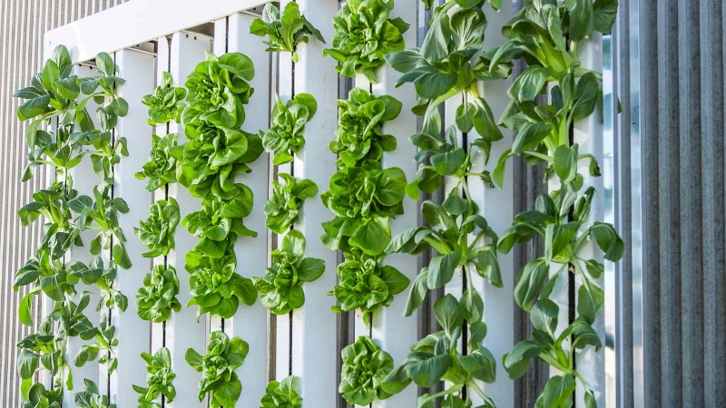 Assorted greens growing in a vertical farm. 