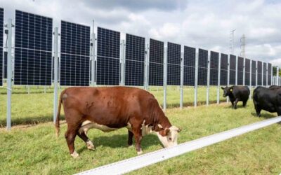 Cows And Solar Panels? In A New Jersey First, Project Melds Farming With Electricity Generation