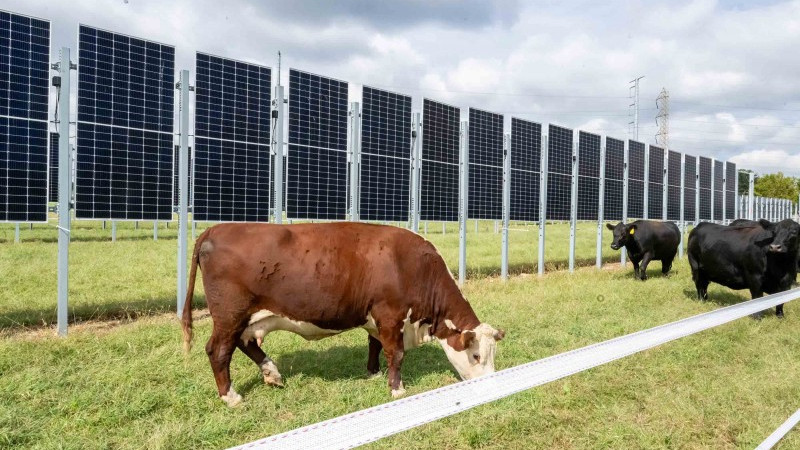 Cows grazing in a solar field.