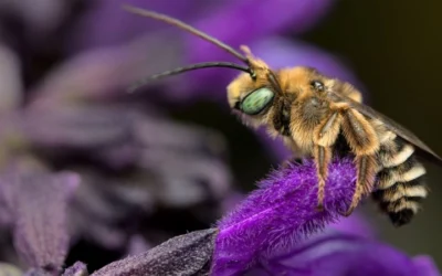 UF Study Finds Native Plants Thrive In Growth And Attract More Pollinators Than Non-Natives