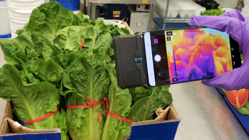 Head of lettuce in lab being scanned with mobile thermal imaging device.