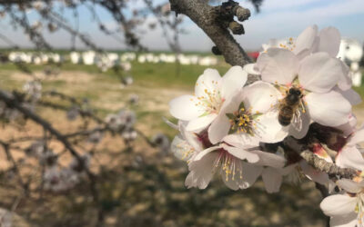 Honey Bees In Demand: Game-Changing Contract Strategies To Protect Bees And Boost Almond Yields