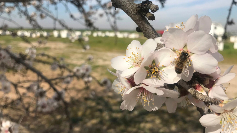 A bee on almond blossom.