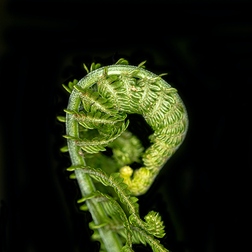 Fiddlehead Ferns