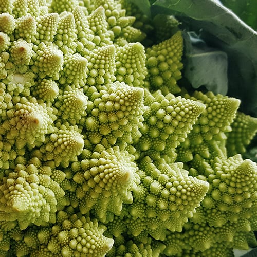 Romanesco Broccoli