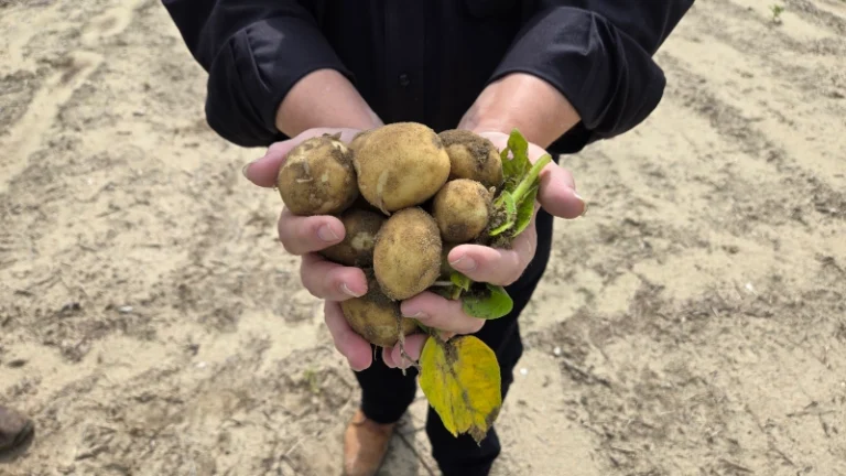 Chip Carter's hands holding potatoes.