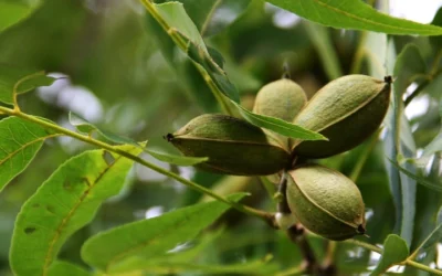 UTEP Study Explores Climate Change Impact on Pecan Crops to Enhance Water Efficiency and Carbon Sequestration