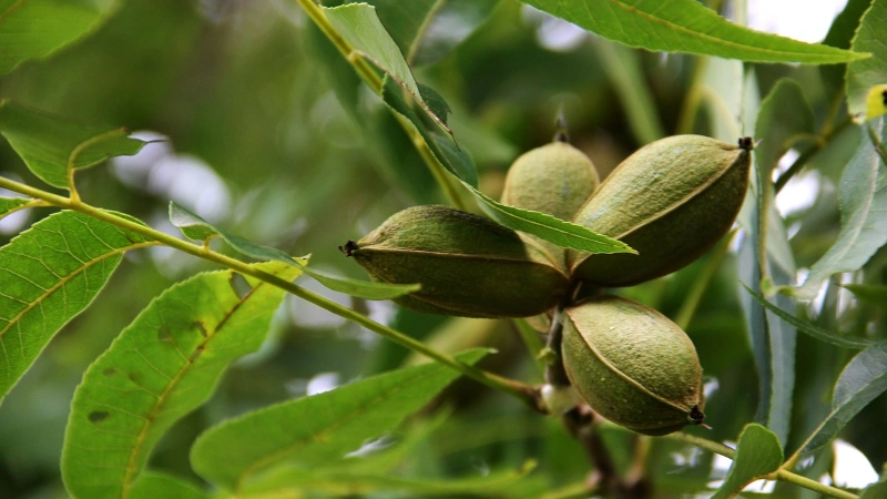 Closeup of pecans in a tree.