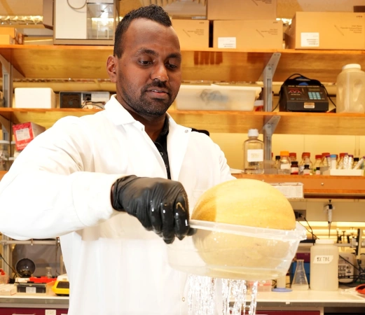 Researcher testing sanitization solution on a cantaloupe.