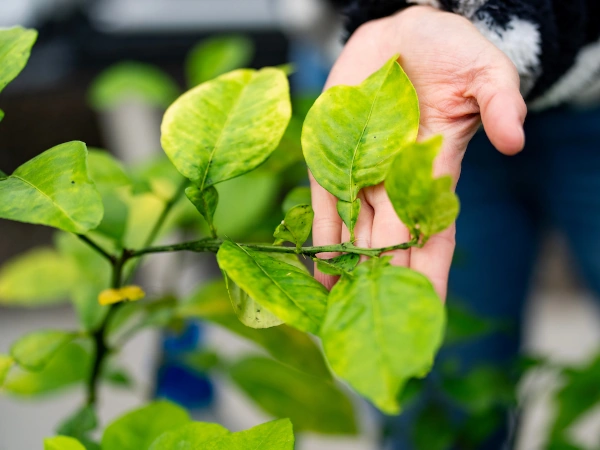 Person showing showing greening on a plant. 