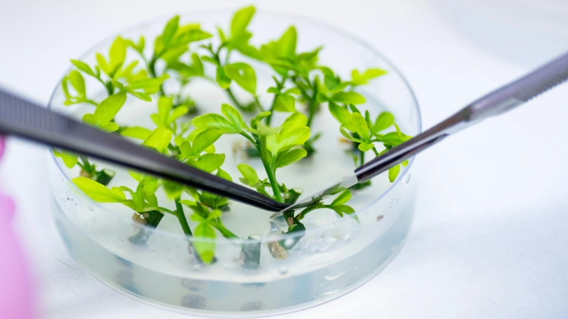 Closeup of a petri dish with samples. 