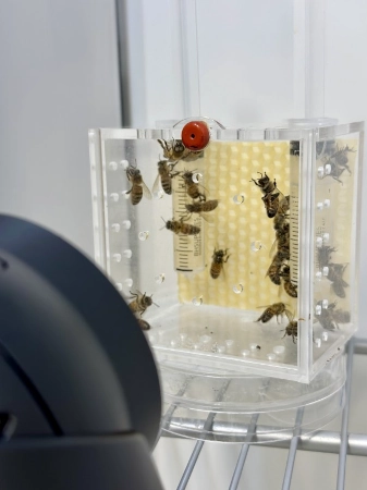 Credit: Ashley Kim, Nieh Lab, UC San Diego<br />Researchers compared groups of bees that underwent normal sleep in the dark with others that were subjected to continuous artificial light.<br />« Sleep is No Light Matter for Bees<br />Previous<br />