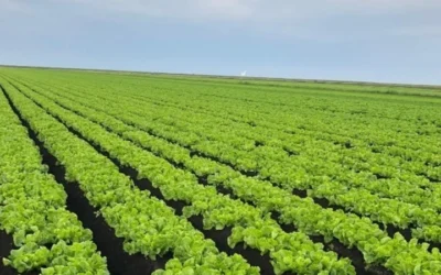 Elevate Your Holiday Meals With Escarole And Endive: Delicious, Nutritious Greens