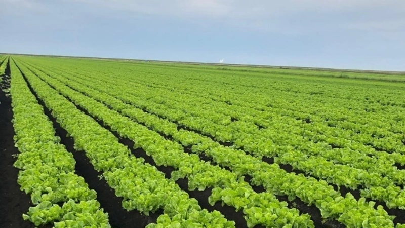 Endive growing in a field.