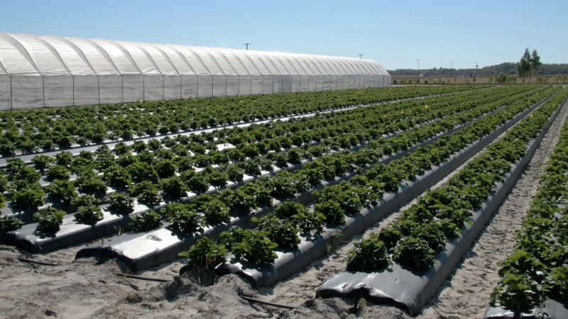 Strawberry farm and hoop house.