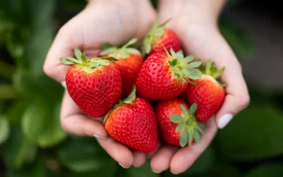 Strawberry Growers Show Resilience After Hurricane Milton To Bring Fresh Florida Strawberries This Season