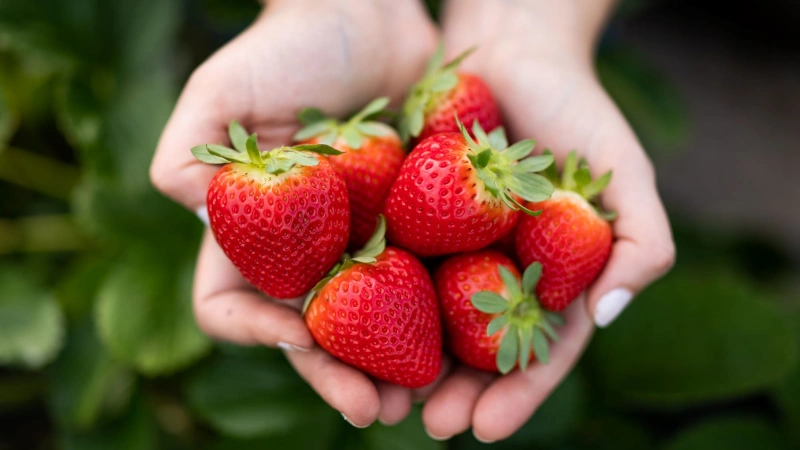 Hands holding strawberries.