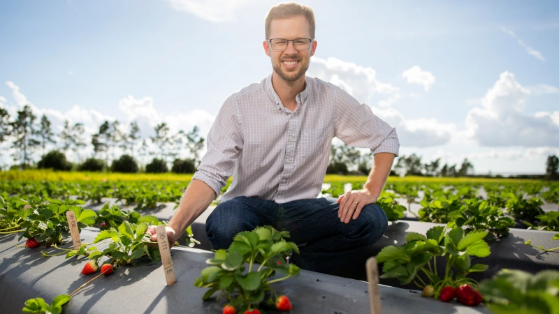 Vance Whitaker, UF/IFAS strawberry breeder and professor, in a field of the Gulf Coast Research and Education Center.