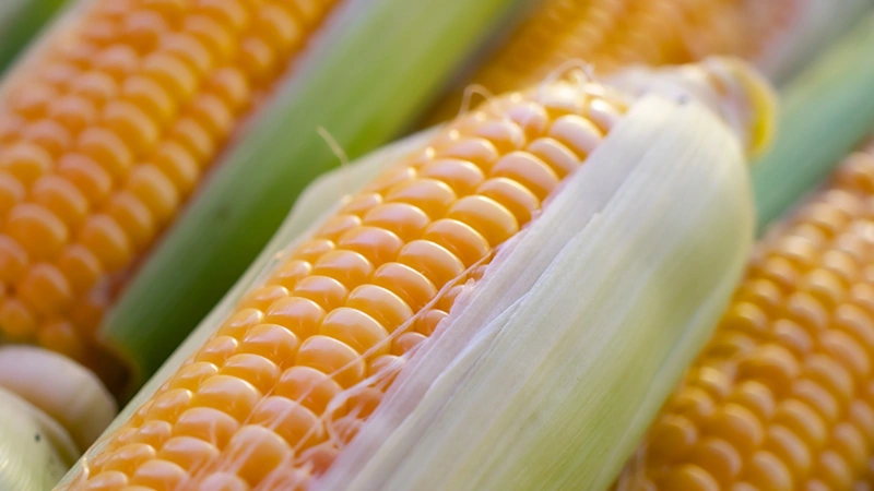 Closeup of ear of corn.