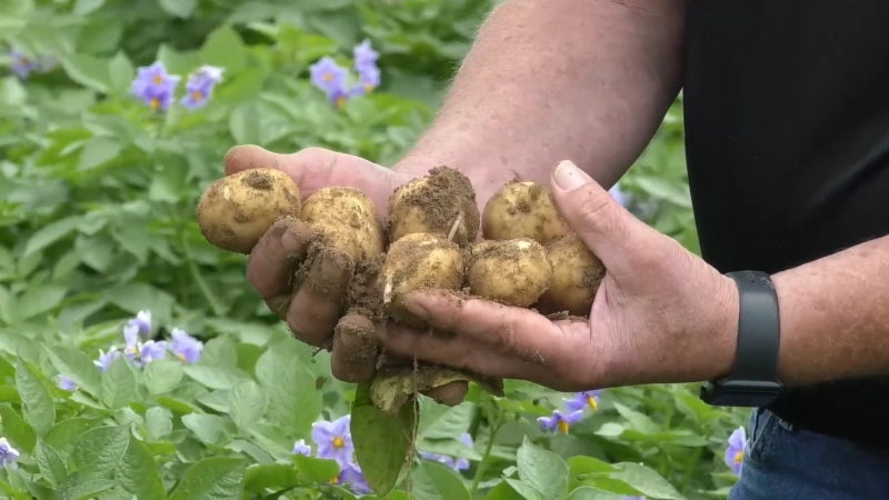 Farmer holding a handful of potatoes right out of the ground.