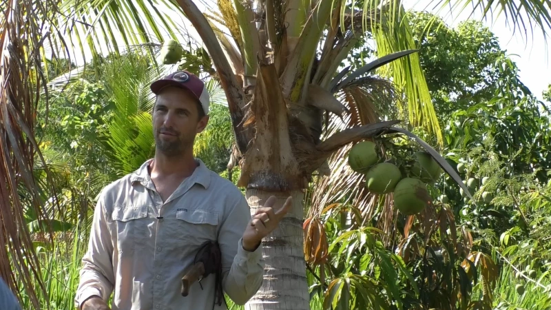 Matthew Reece of Peace River Organics pointing to coconuts in a tree.