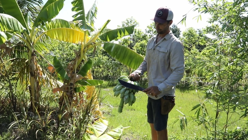 Matthew Reece of Peace River Organics holding a bunch of bananas he just cut from the tree.